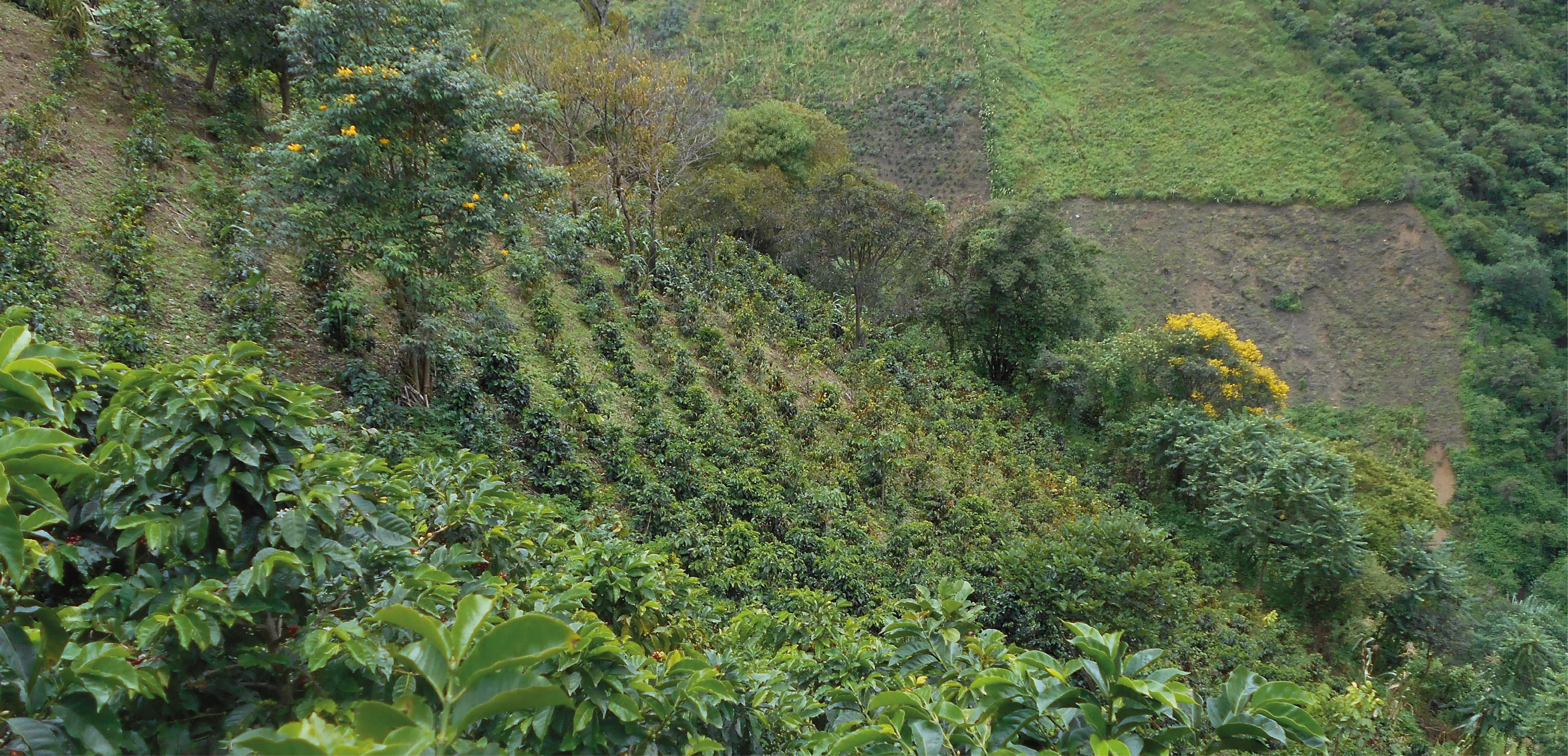 El Mirador