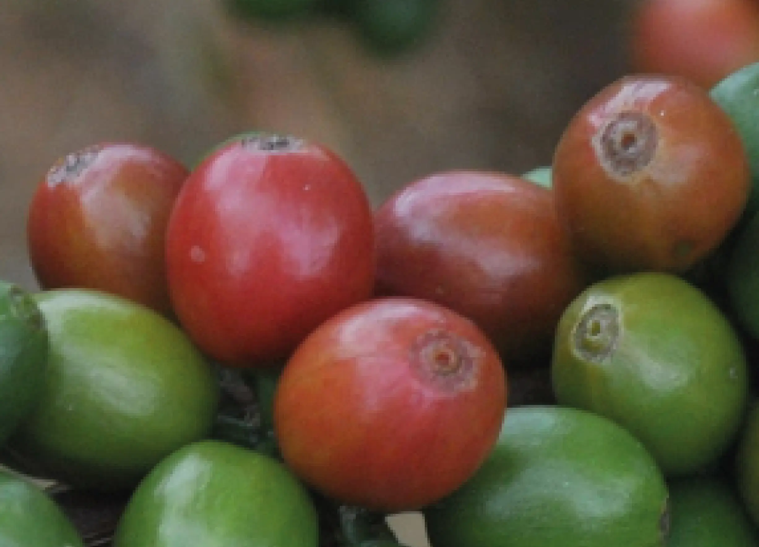 Fermentación