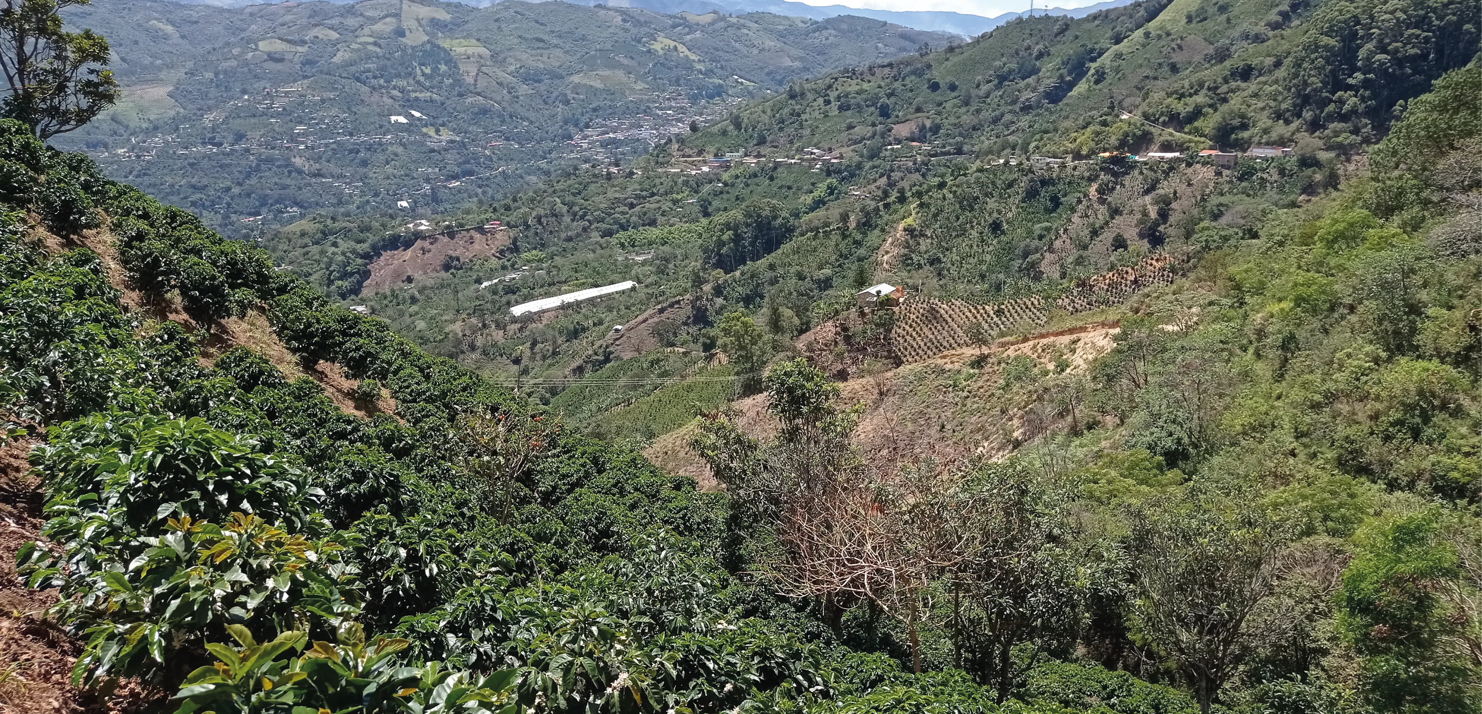 La Guinea