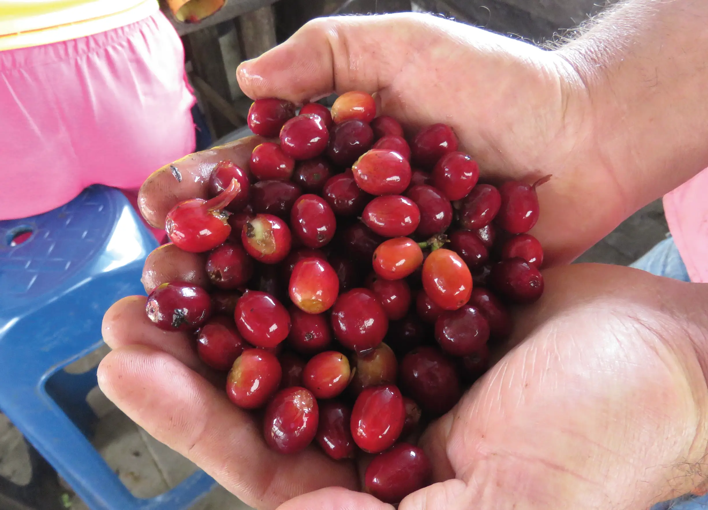 Fermentación