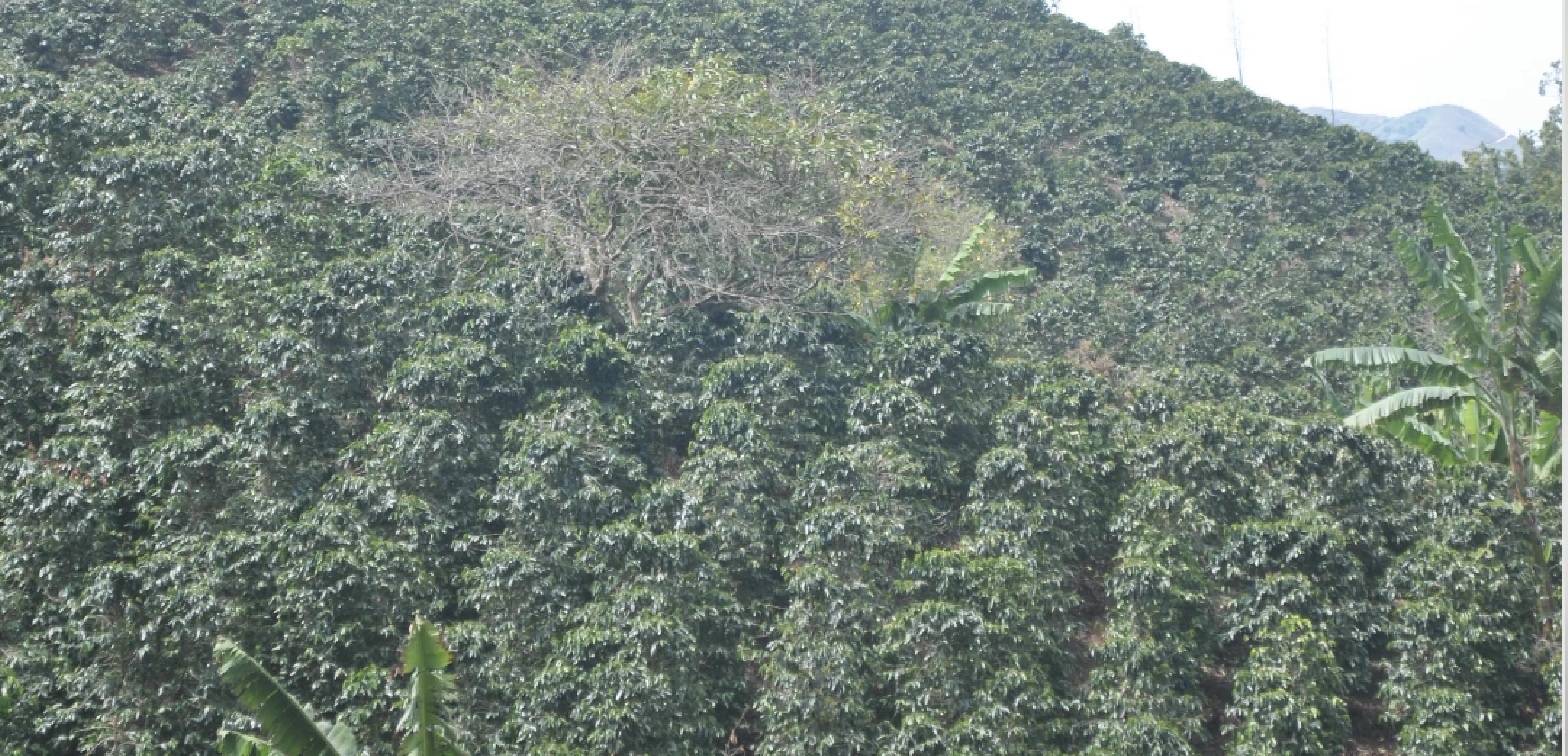 El Porvenir
