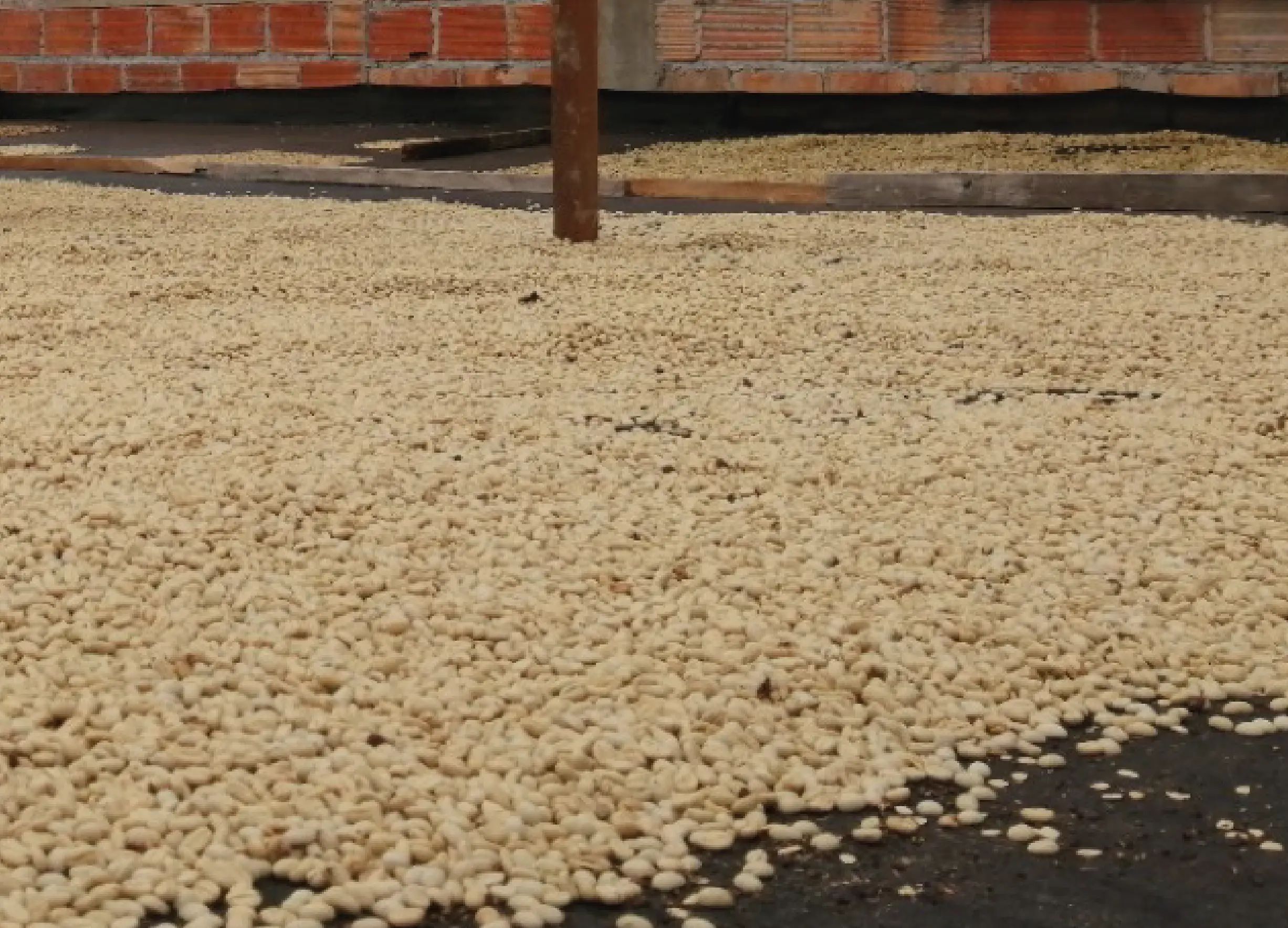Secado