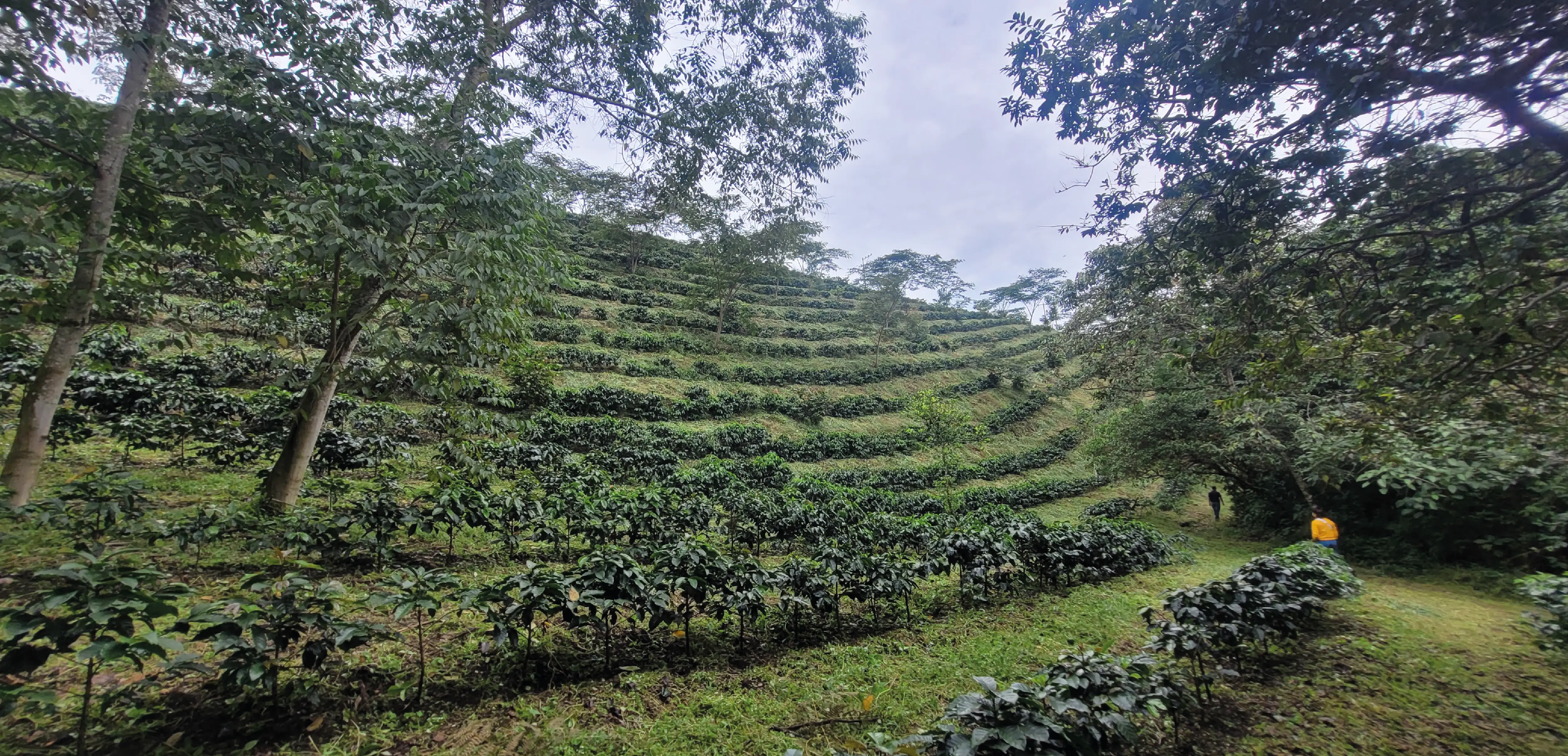 Santa barbara