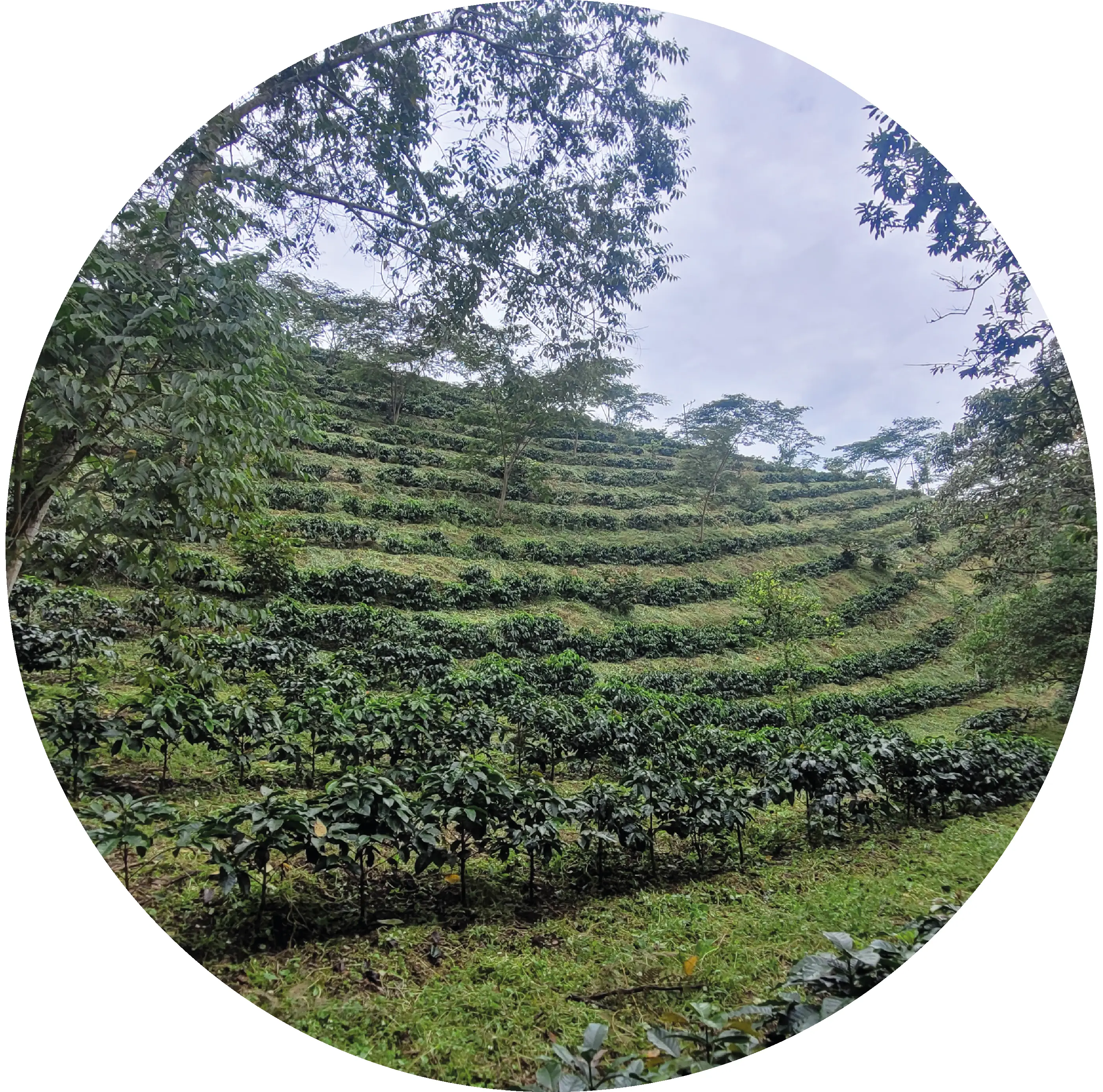 Finca Santa barbara