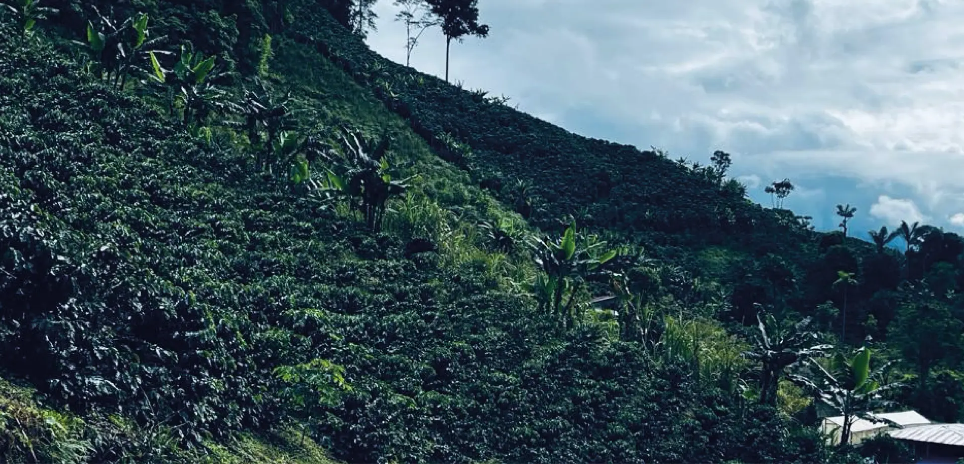 Los Naranjos 
