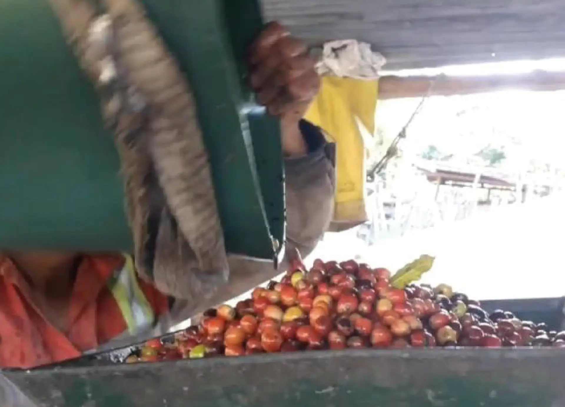Fermentación