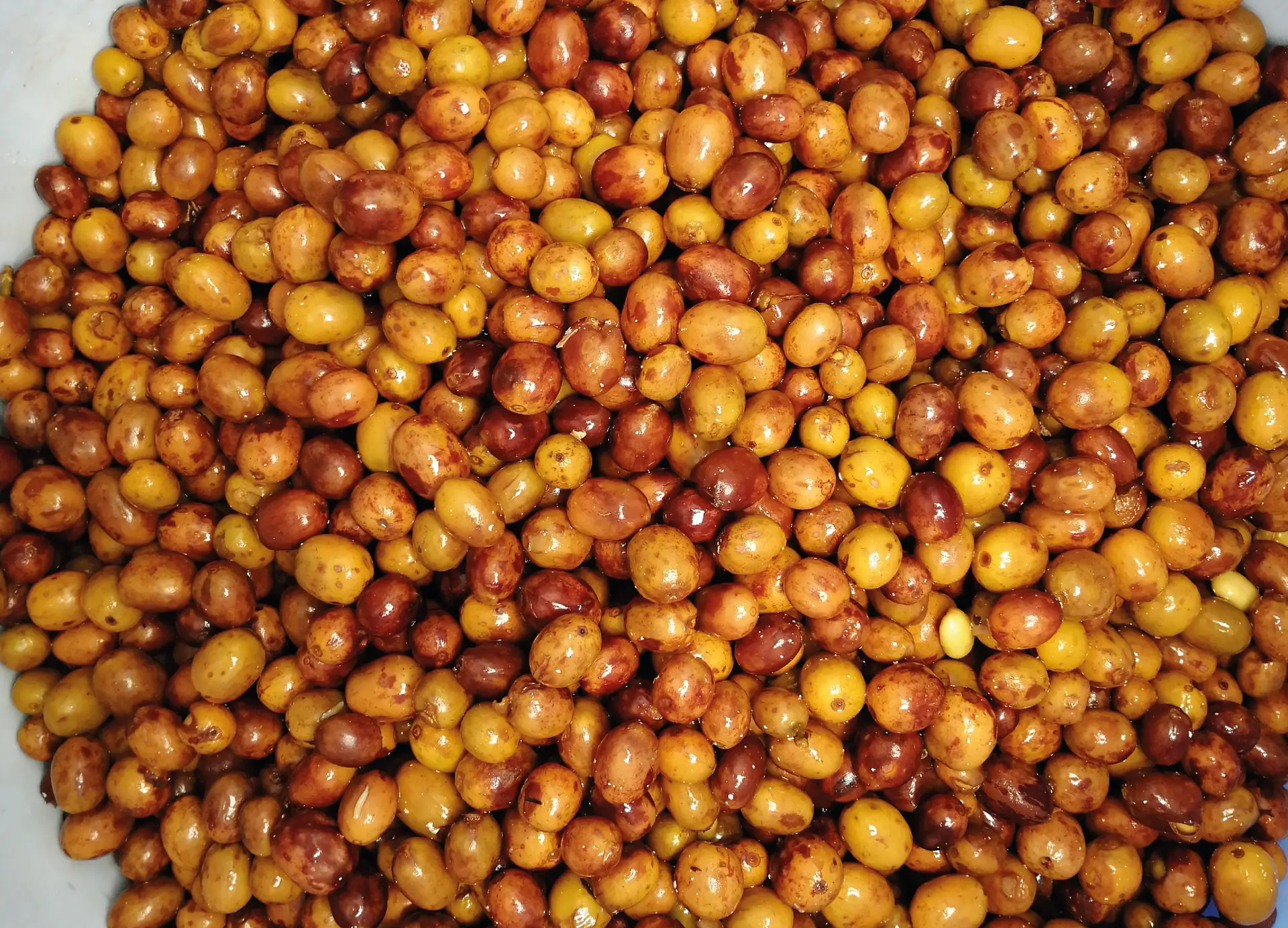Fermentación